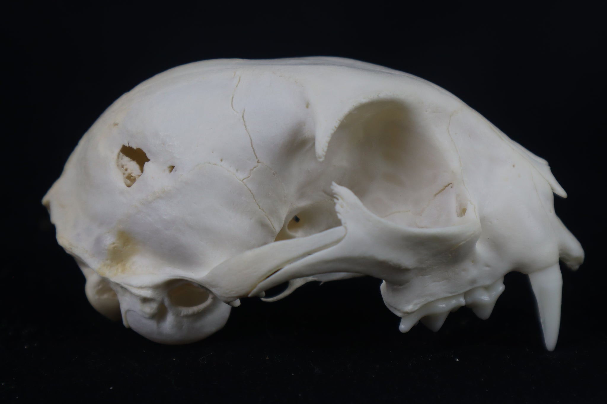 Craft Pathological Bobcat Skull