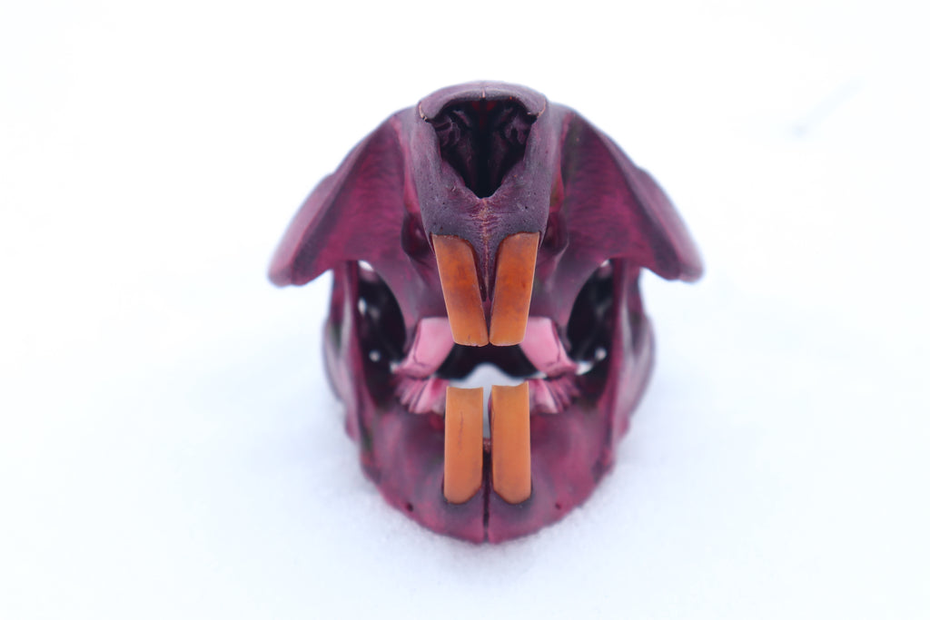 Naturally Stained Beaver Skull