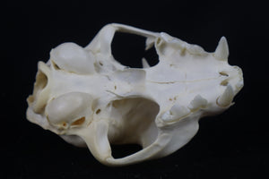 Craft Pathological Bobcat Skull