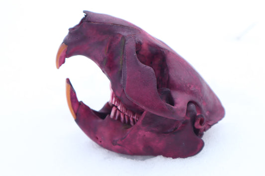 Naturally Stained Beaver Skull