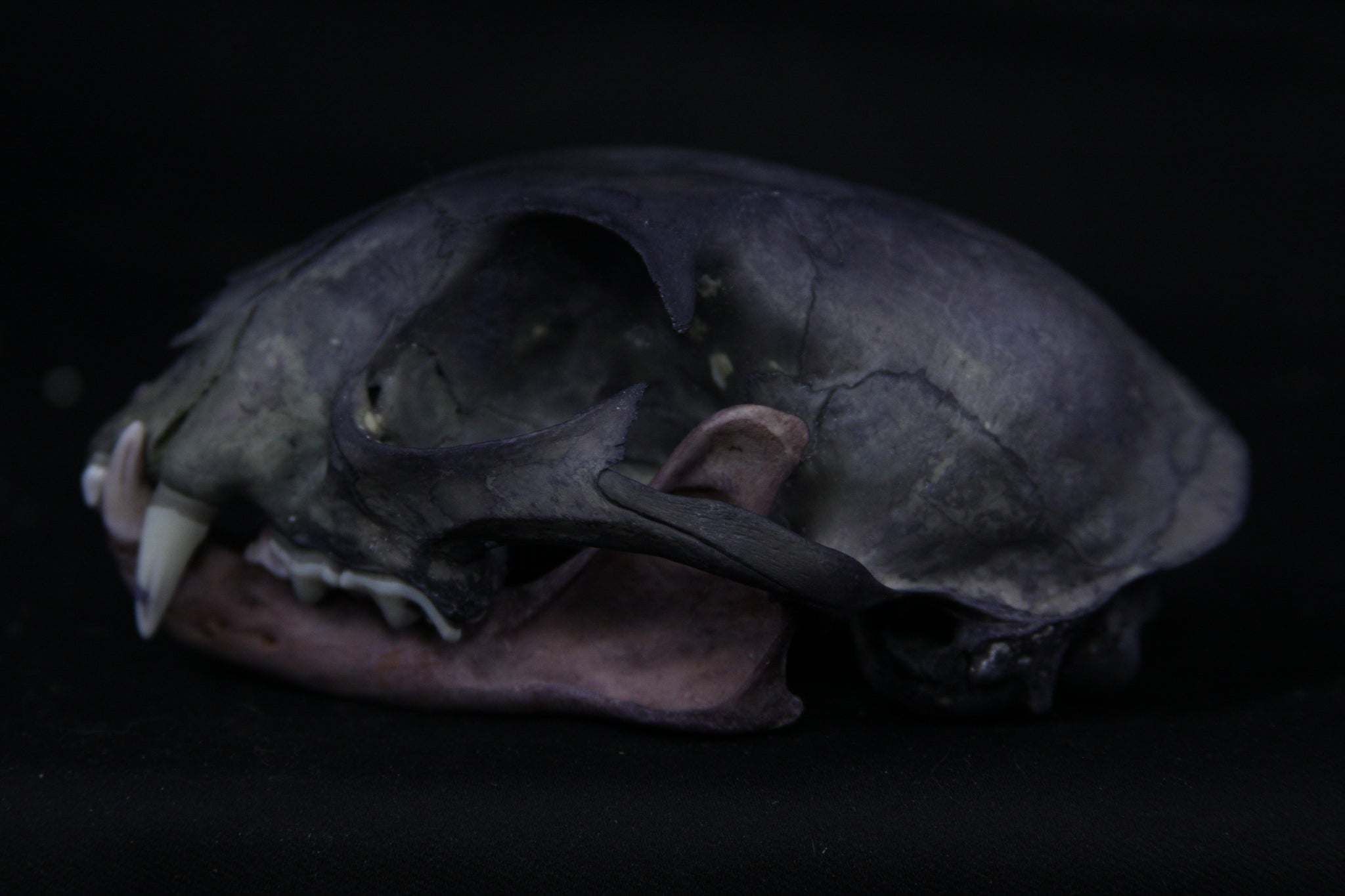 Vitality Stained Bobcat Skull