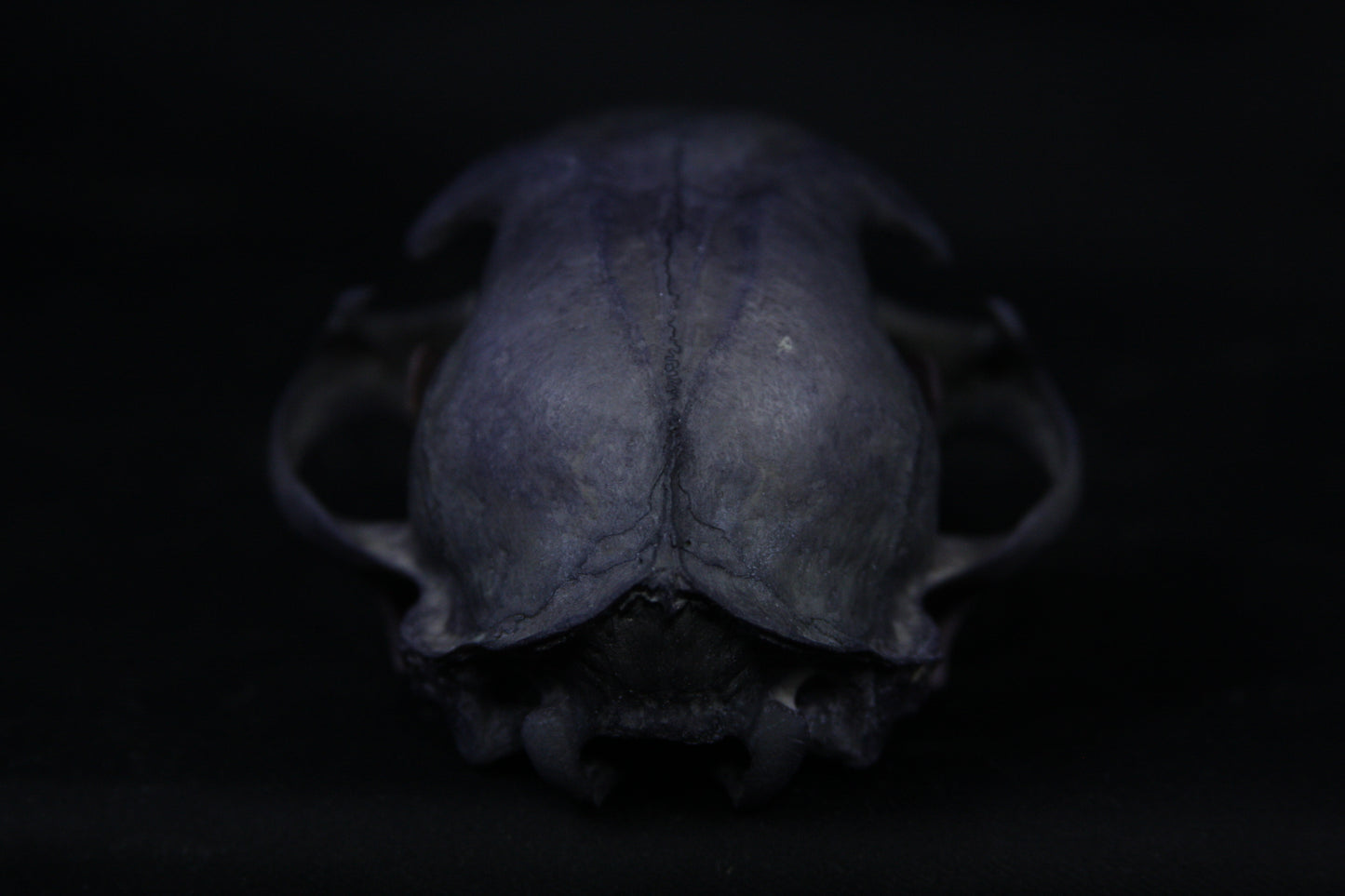 Vitality Stained Bobcat Skull
