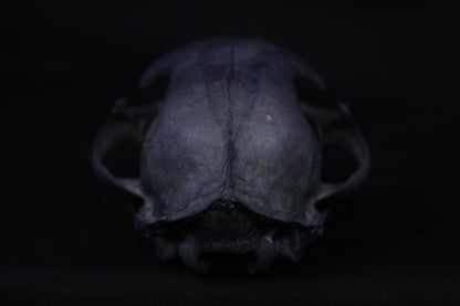 Vitality Stained Bobcat Skull