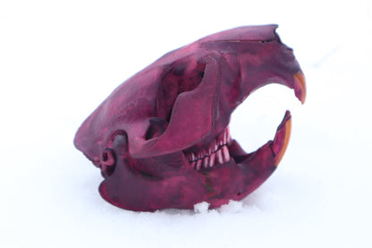 Naturally Stained Beaver Skull
