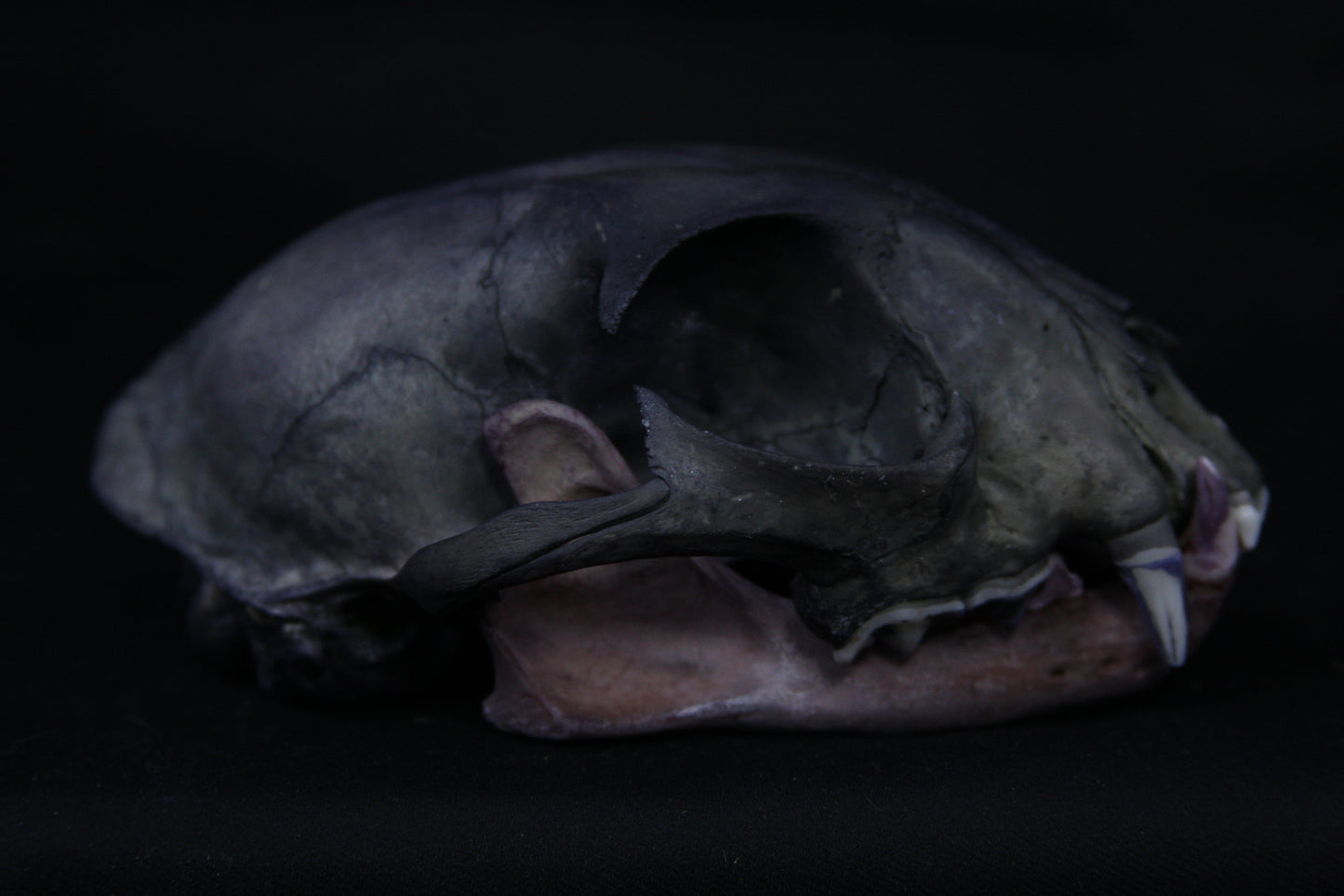 Vitality Stained Bobcat Skull