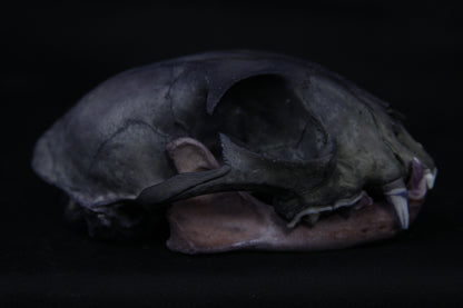 Vitality Stained Bobcat Skull