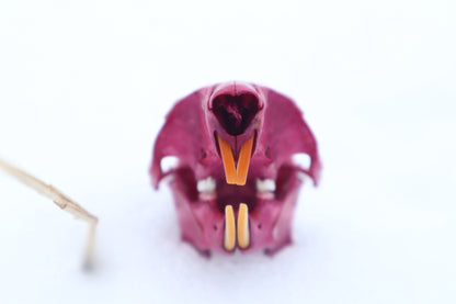 Naturally Stained Eastern Gray Squirrel Skull