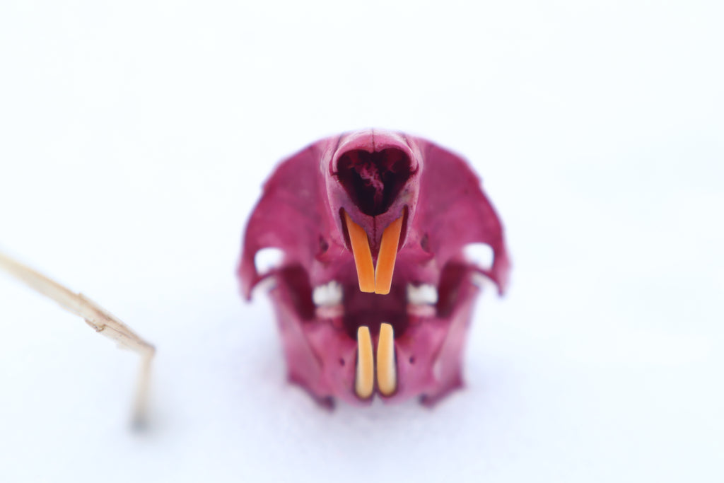 Naturally Stained Eastern Gray Squirrel Skull