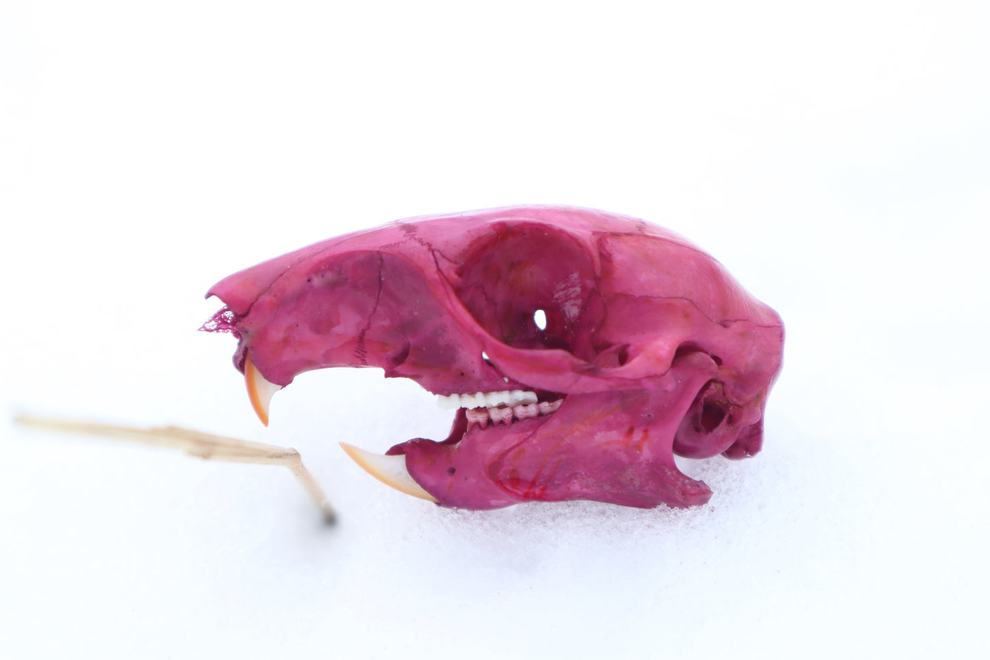 Naturally Stained Eastern Gray Squirrel Skull
