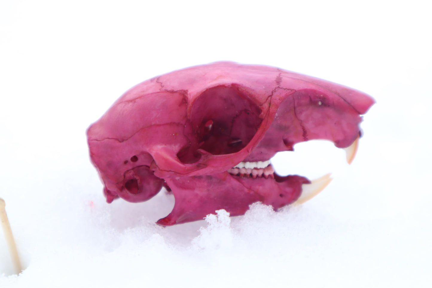 Naturally Stained Eastern Gray Squirrel Skull