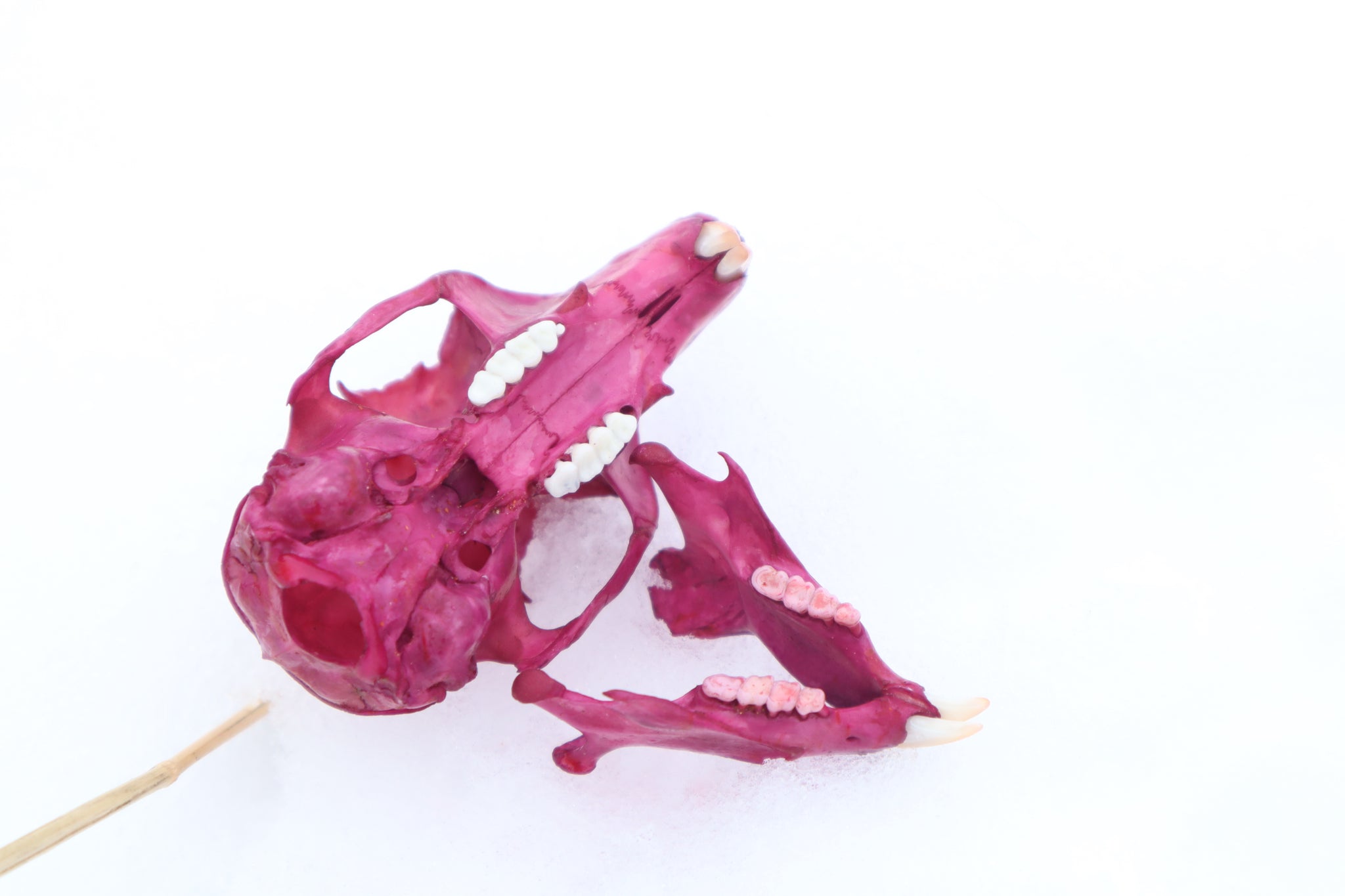 Naturally Stained Eastern Gray Squirrel Skull