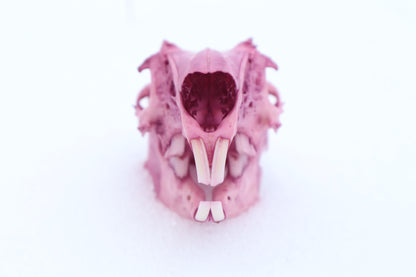Naturally Stained Jack Rabbit Skull