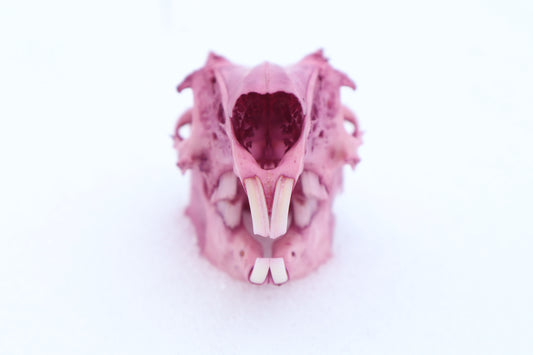 Naturally Stained Jack Rabbit Skull