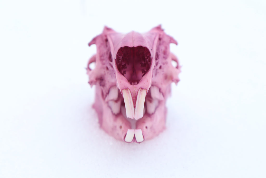 Naturally Stained Jack Rabbit Skull