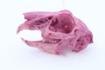 Naturally Stained Jack Rabbit Skull