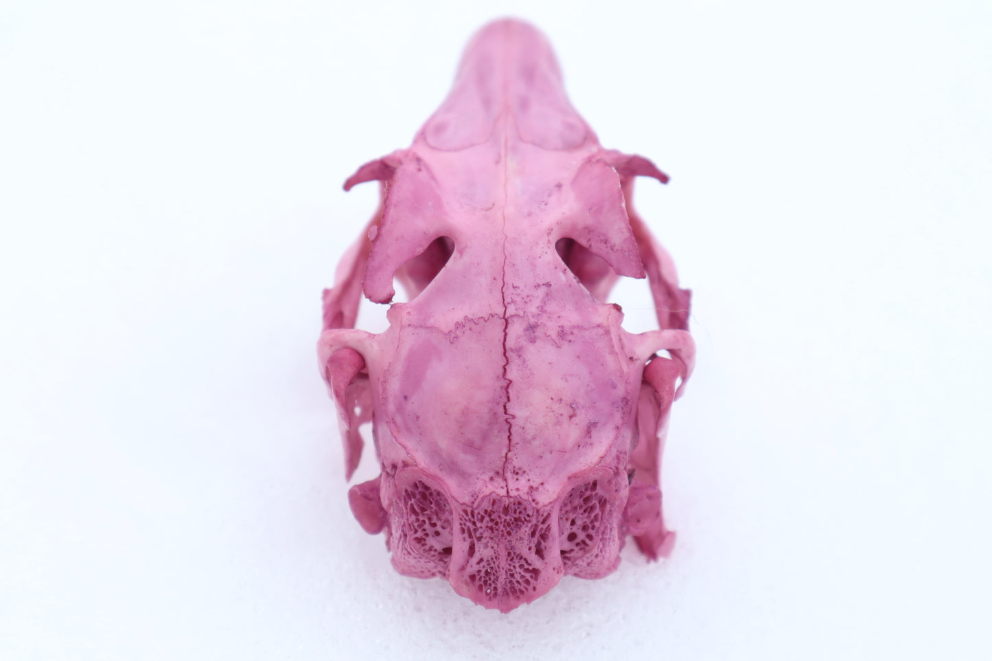 Naturally Stained Jack Rabbit Skull