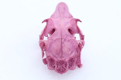 Naturally Stained Jack Rabbit Skull