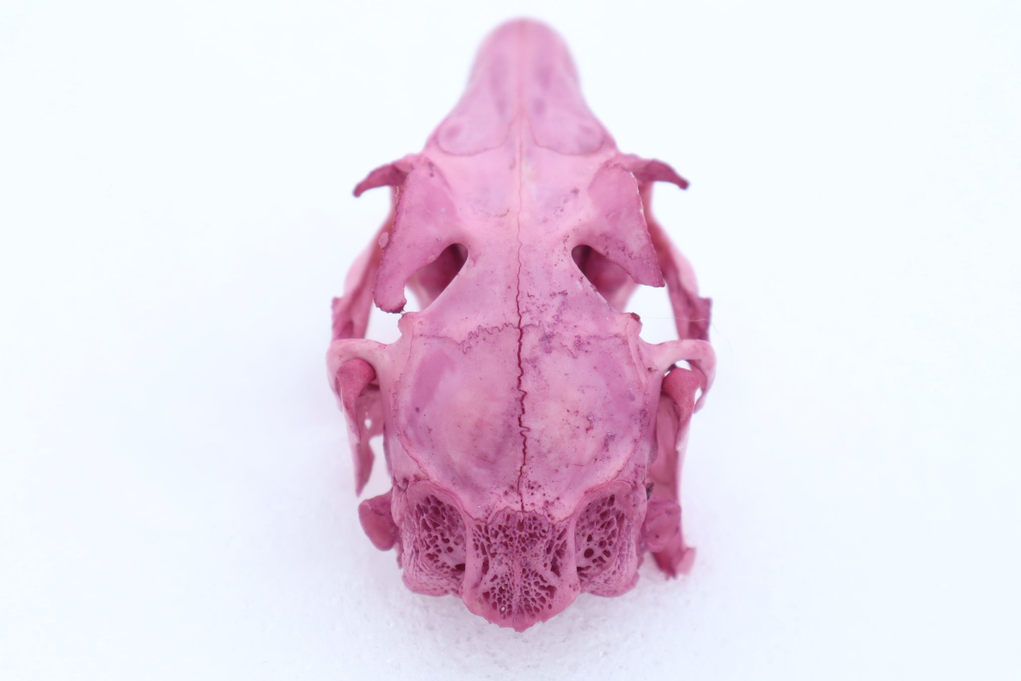 Naturally Stained Jack Rabbit Skull