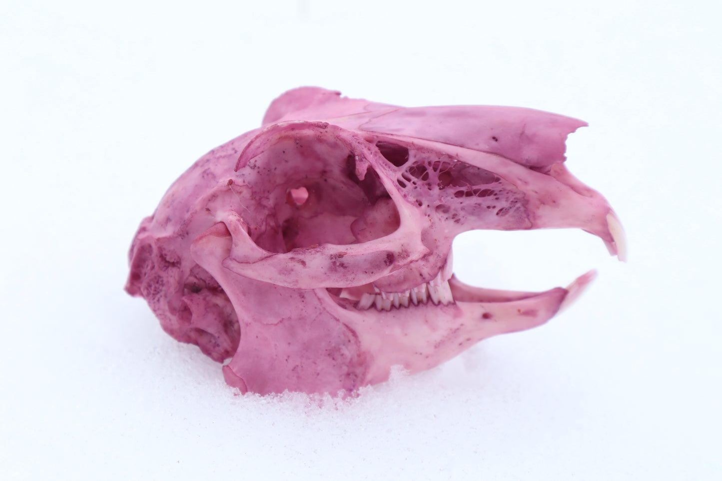 Naturally Stained Jack Rabbit Skull