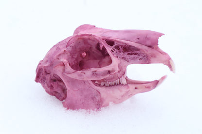 Naturally Stained Jack Rabbit Skull