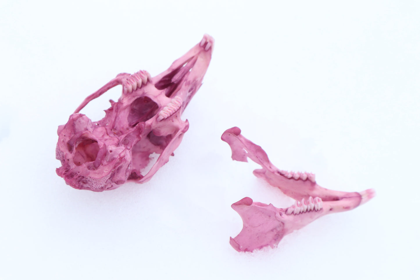 Naturally Stained Jack Rabbit Skull