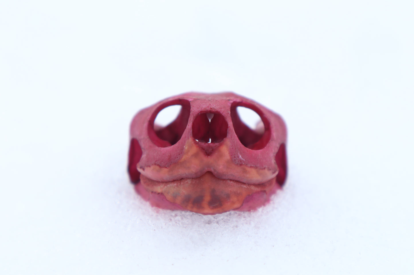 Naturally Stained Red Eared Slider Turtle Skull