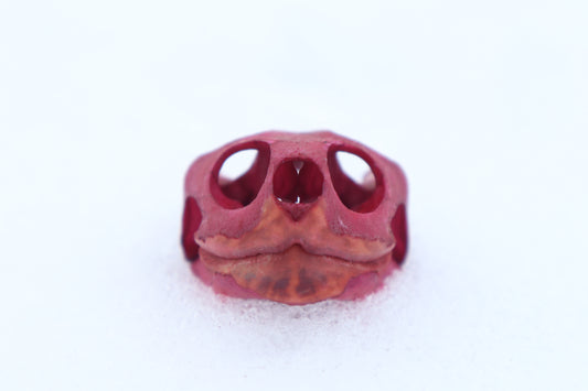 Naturally Stained Red Eared Slider Turtle Skull