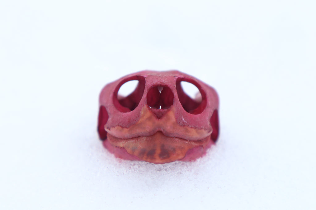 Naturally Stained Red Eared Slider Turtle Skull