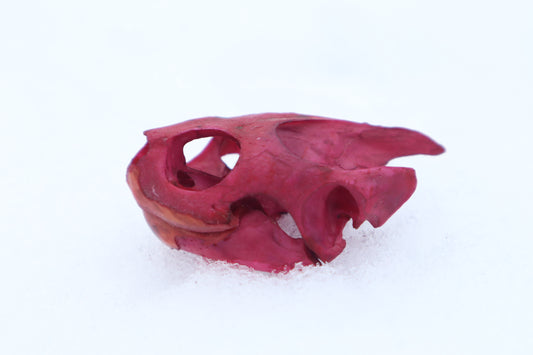 Naturally Stained Red Eared Slider Turtle Skull