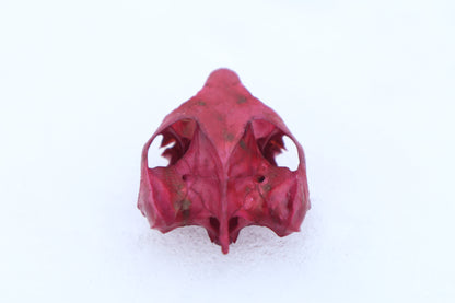 Naturally Stained Red Eared Slider Turtle Skull