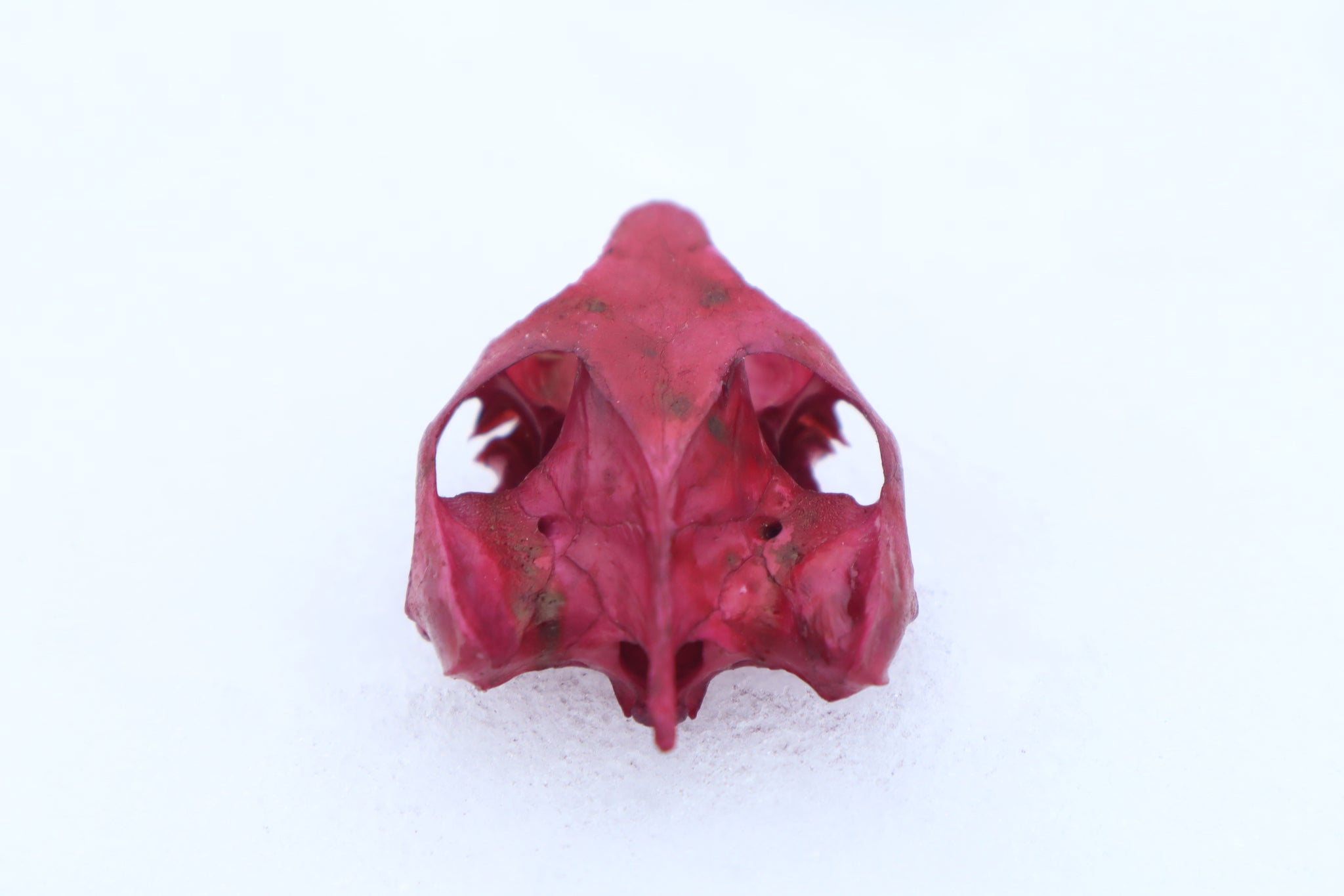Naturally Stained Red Eared Slider Turtle Skull