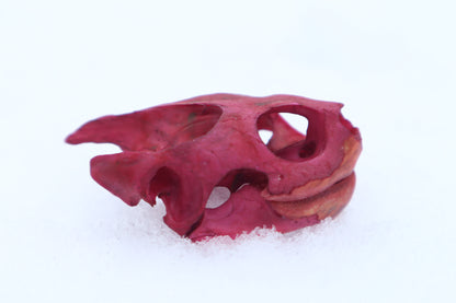 Naturally Stained Red Eared Slider Turtle Skull
