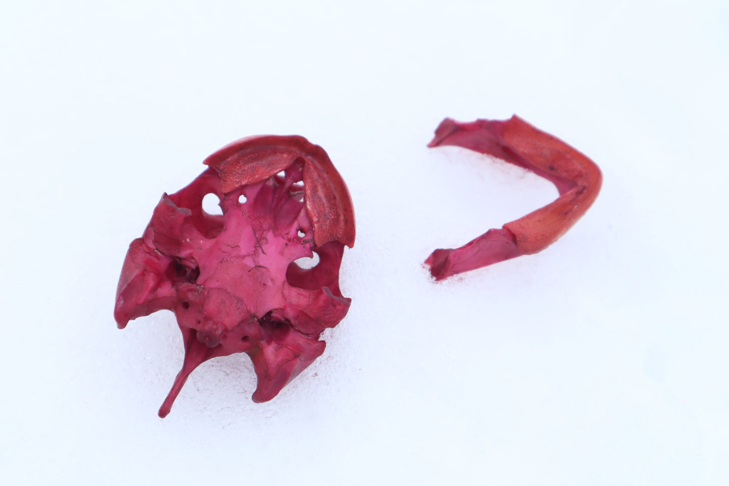 Naturally Stained Red Eared Slider Turtle Skull