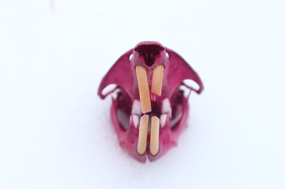 Naturally Stained Muskrat Skull
