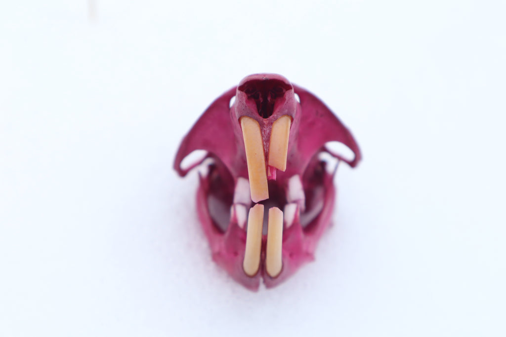 Naturally Stained Muskrat Skull