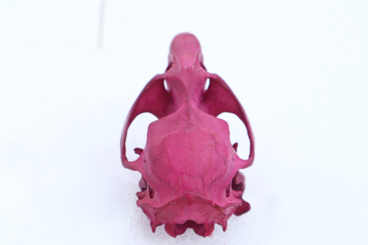 Naturally Stained Muskrat Skull