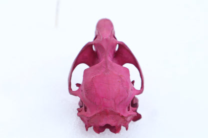Naturally Stained Muskrat Skull