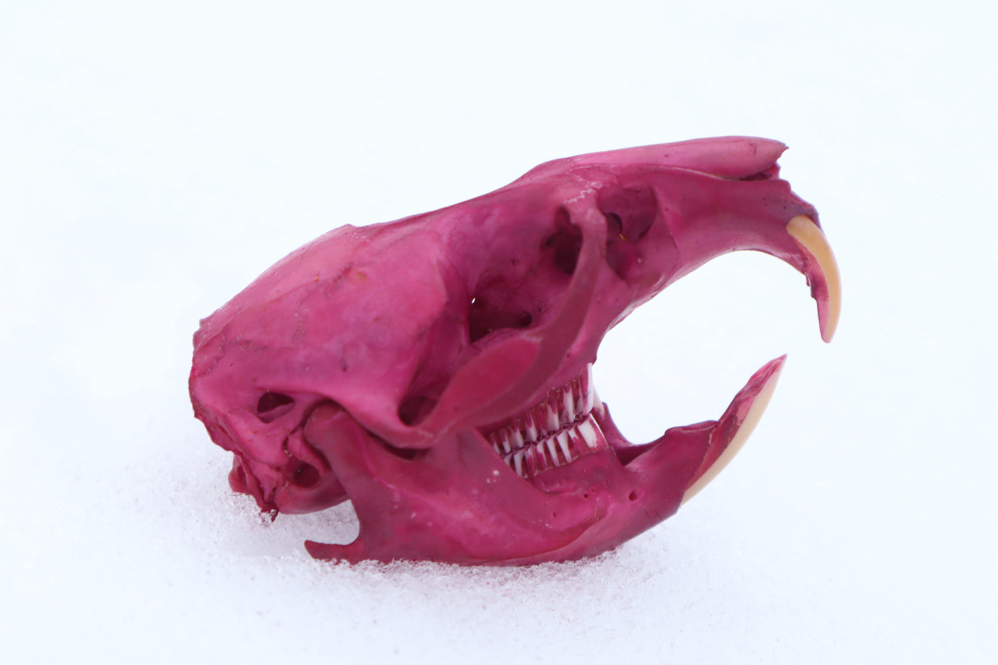 Naturally Stained Muskrat Skull