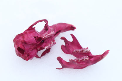 Naturally Stained Muskrat Skull