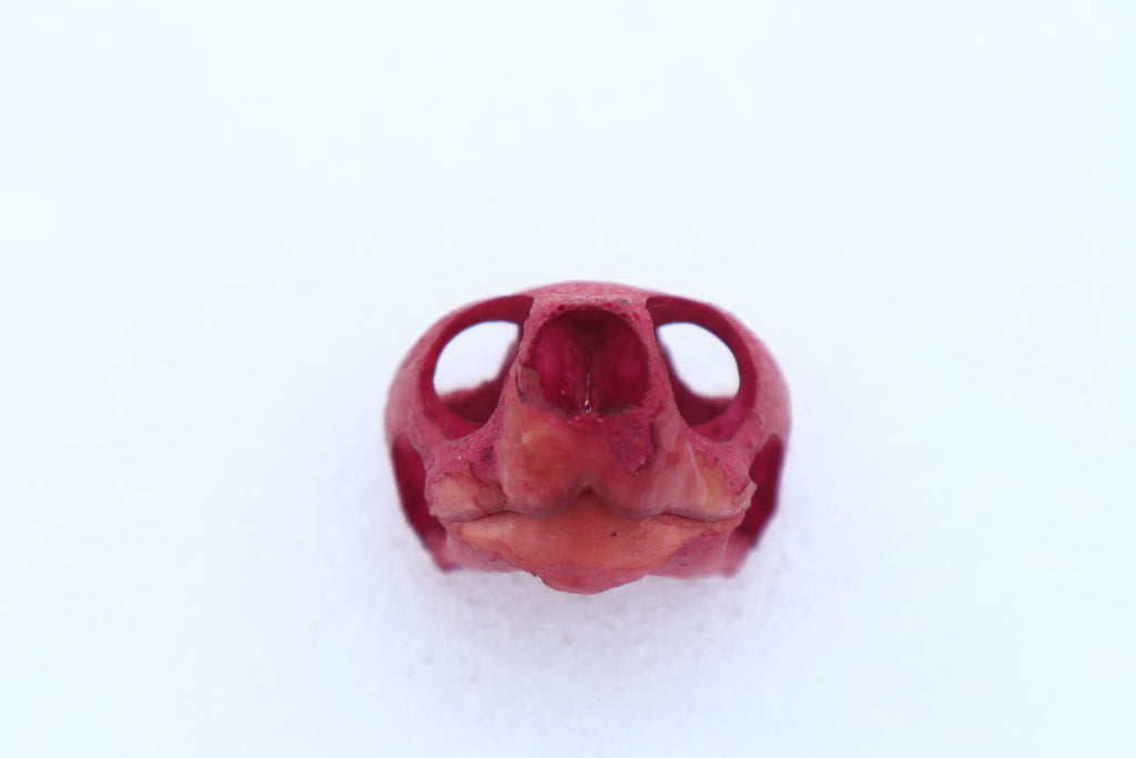 Naturally Stained Red Eared Slider Turtle Skull