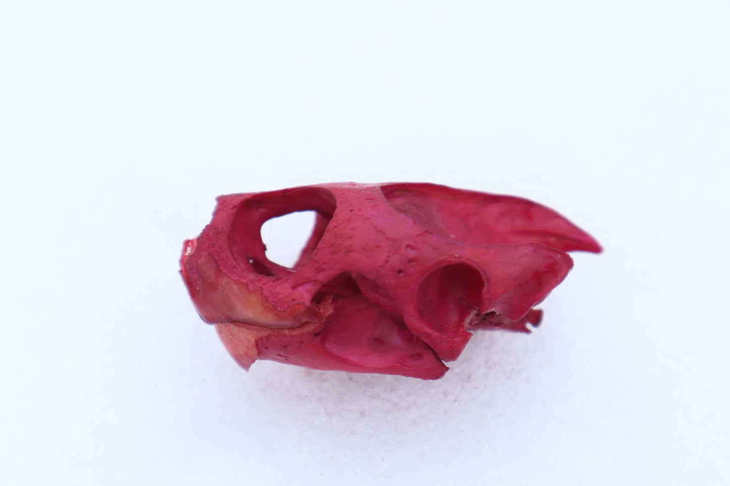 Naturally Stained Red Eared Slider Turtle Skull