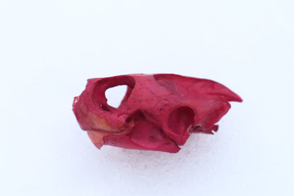 Naturally Stained Red Eared Slider Turtle Skull