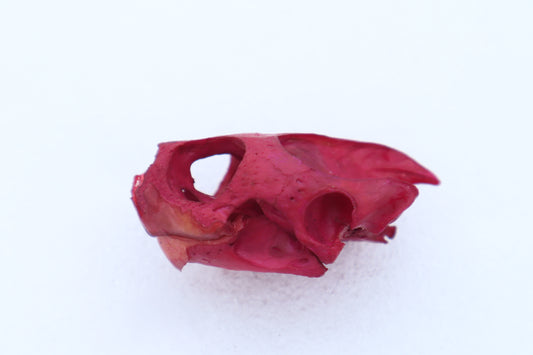 Naturally Stained Red Eared Slider Turtle Skull