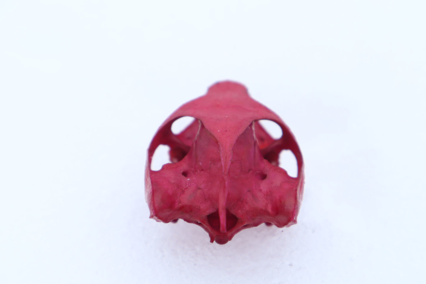 Naturally Stained Red Eared Slider Turtle Skull