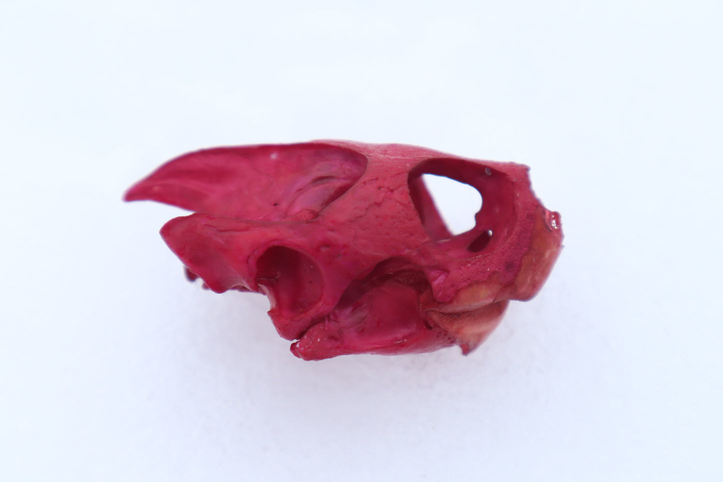 Naturally Stained Red Eared Slider Turtle Skull