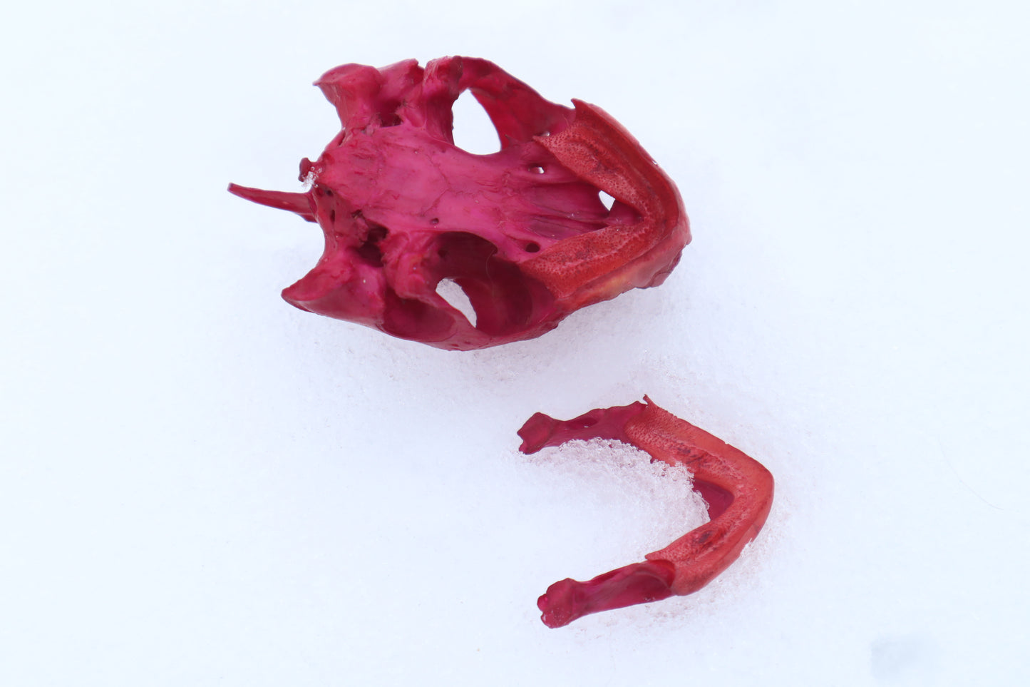 Naturally Stained Red Eared Slider Turtle Skull