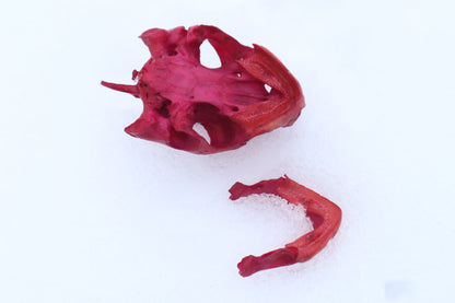 Naturally Stained Red Eared Slider Turtle Skull