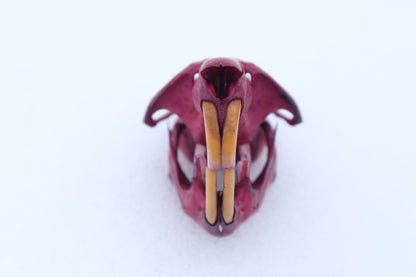 Naturally Stained Muskrat Skull