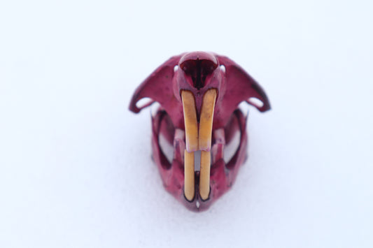 Naturally Stained Muskrat Skull