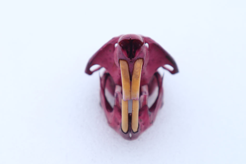 Naturally Stained Muskrat Skull